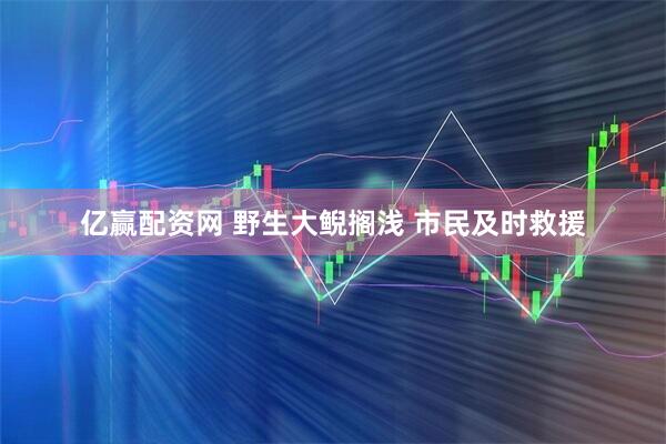 亿赢配资网 野生大鲵搁浅 市民及时救援